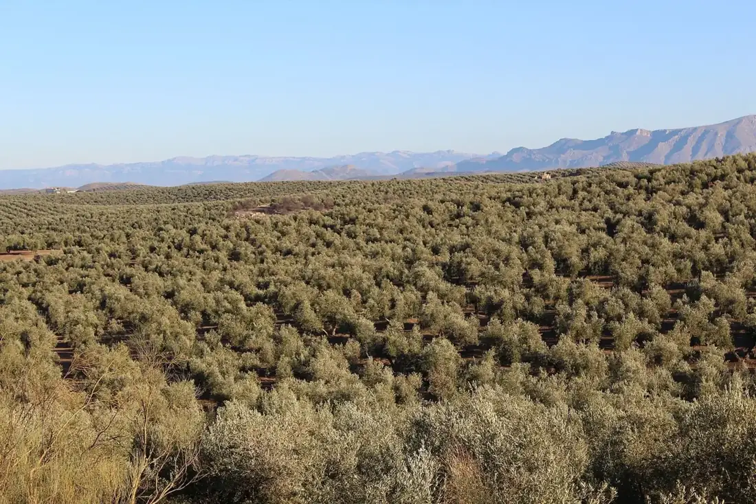 Olivares de Jaén con la sierra al fondo